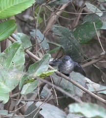 Hypocnemoides melanopogon