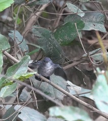 Hypocnemoides melanopogon