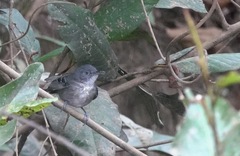 Hypocnemoides melanopogon