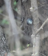 Hypocnemoides melanopogon
