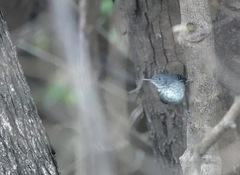 Hypocnemoides melanopogon