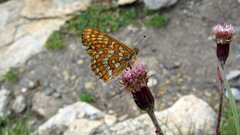 Euphydryas intermedia