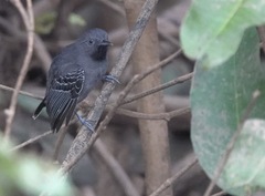 Hypocnemoides melanopogon