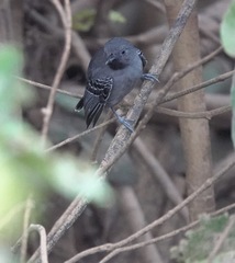 Hypocnemoides melanopogon
