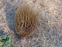 Callyspongia