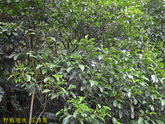 Turpinia ternata