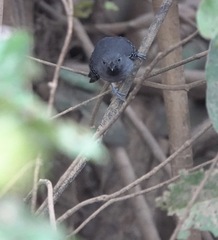Hypocnemoides melanopogon