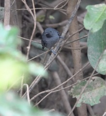 Hypocnemoides melanopogon