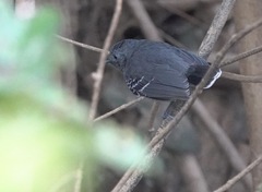 Hypocnemoides melanopogon