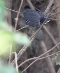 Hypocnemoides melanopogon