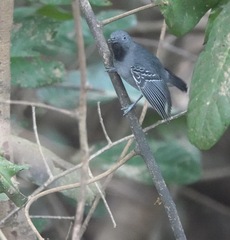 Hypocnemoides melanopogon