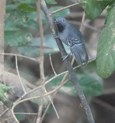 Hypocnemoides melanopogon