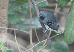 Hypocnemoides melanopogon