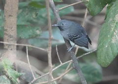 Hypocnemoides melanopogon