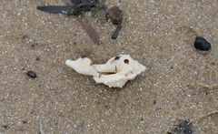 Bufonaria rana