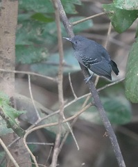 Hypocnemoides melanopogon
