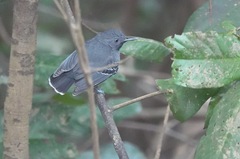 Hypocnemoides melanopogon