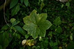 Dysosma pleiantha