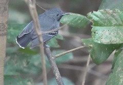 Hypocnemoides melanopogon