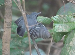 Hypocnemoides melanopogon