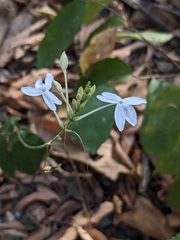 Pseuderanthemum