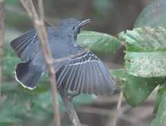 Hypocnemoides melanopogon