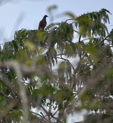 Patagioenas speciosa