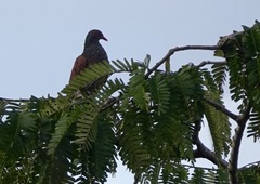 Patagioenas speciosa