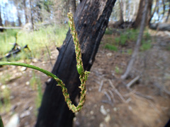 Malaxis macrostachya