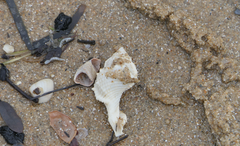 Bufonaria rana