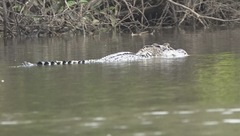 Melanosuchus niger