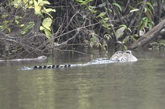 Melanosuchus niger