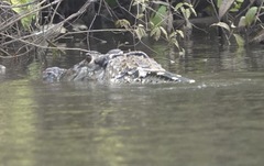 Melanosuchus niger