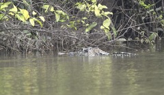 Melanosuchus niger