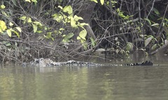 Melanosuchus niger