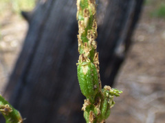 Malaxis macrostachya