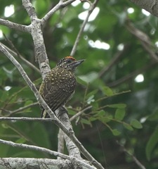 Picumnus exilis
