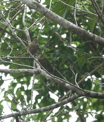 Picumnus exilis