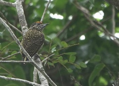 Picumnus exilis
