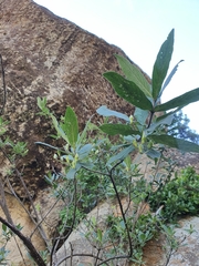 Bowkeria verticillata