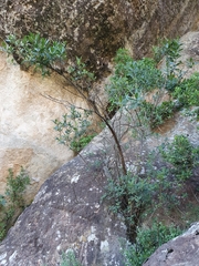 Bowkeria verticillata