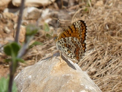 Melitaea telona