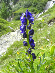 Aconitum tauricum