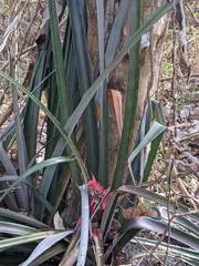Agave angustifolia