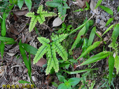 Adiantum flabellulatum