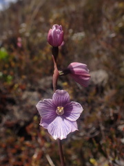 Thelymitra cyanea