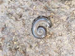 Anaulaciulus tonginus