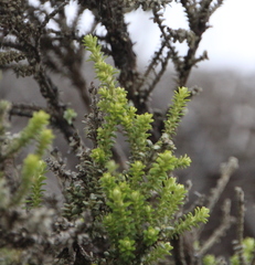 Ozothamnus leptophyllus