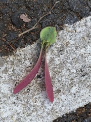 Dipterocarpus alatus