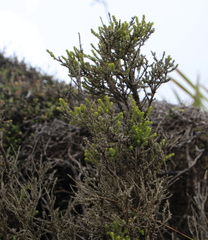 Ozothamnus leptophyllus